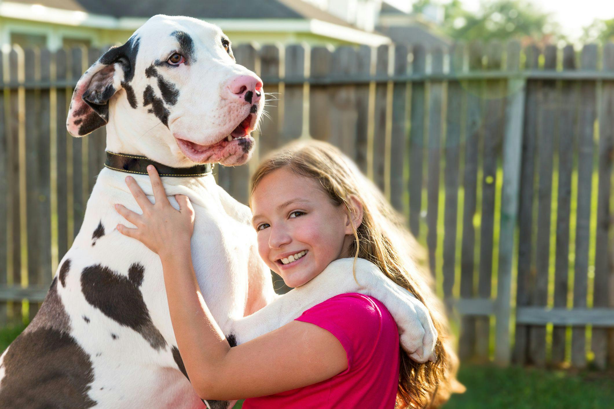 great-dane-stand-up-on-kid-girl-shoulders-playing